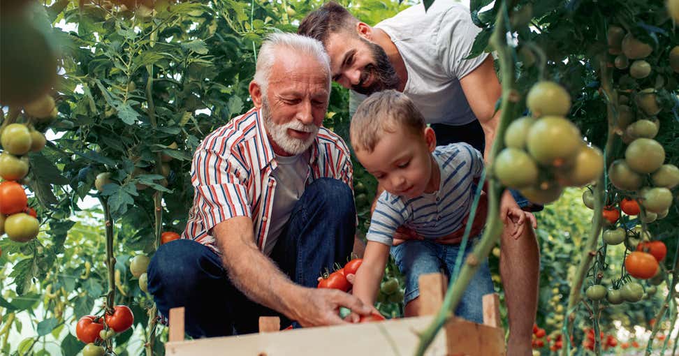 A Hispanic senior man is out in the garden with his son and grandson picking tomatoes.
