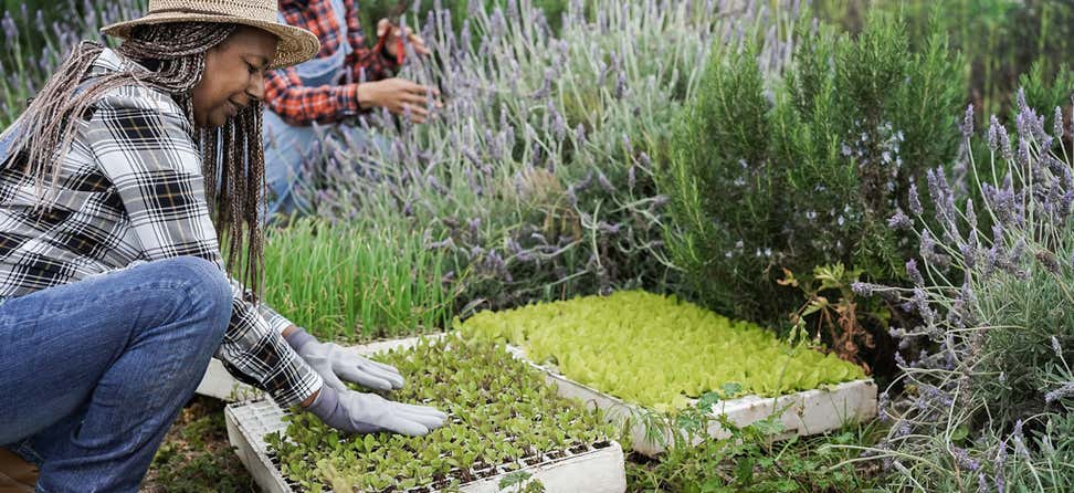 A senior Black woman is outside in her garden planting vegetables for food. If you have the time, space, and ability to start a small garden, you may be happy to learn that you can use your SNAP benefits to do it. Under program guidelines, you can purchase seeds and plant starts that, over time, can prove to be more economical than buying produce in the store.